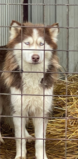 adomany a bihari vallalkozoktol12