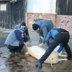 csapatepito disznotor07