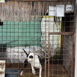 karacsonyi adomany a bihari vallalkozoktol78