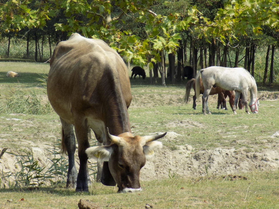 2018 szasz tanya (13)