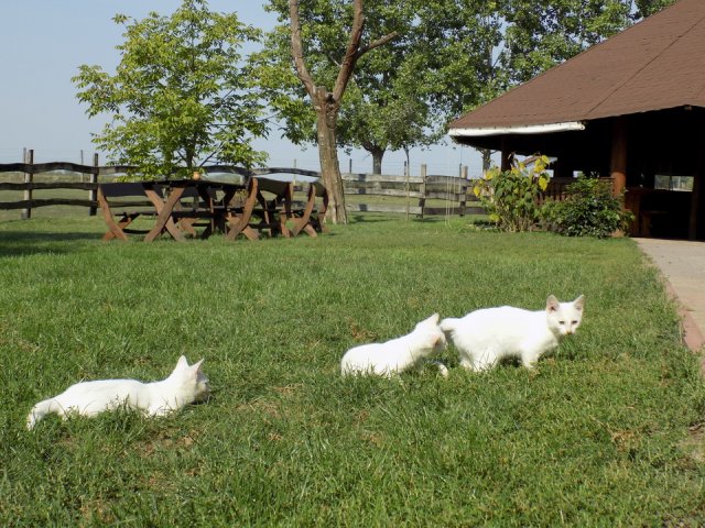 2018_-_szasz_tanya_(12)