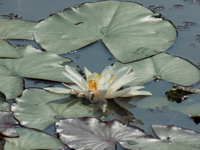 2018_-_szasz_tanya_(15)