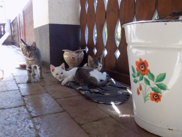 2018_-_szasz_tanya_(17)