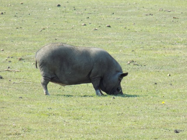 2018_-_szasz_tanya_(8)