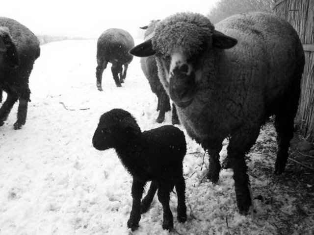 foto_maganarchivum_3