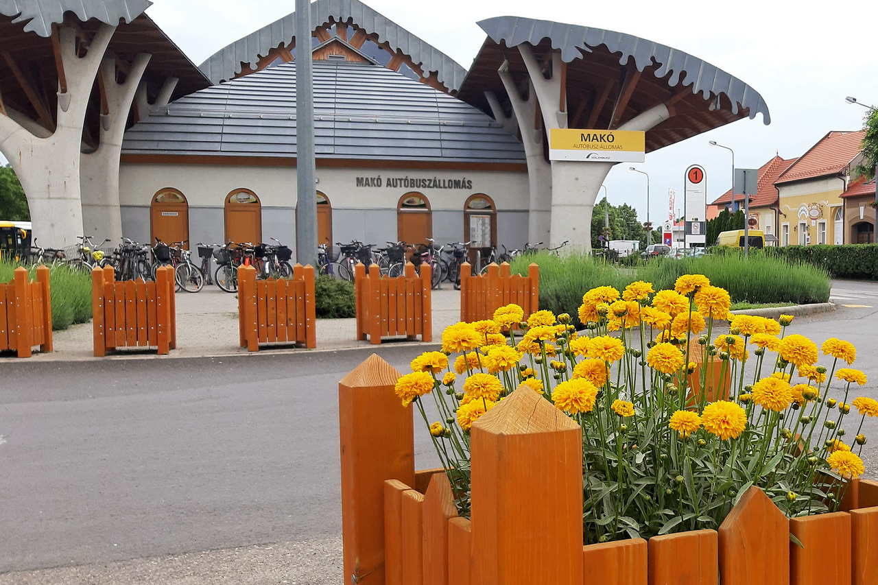 Volanbusz viragositas Mako