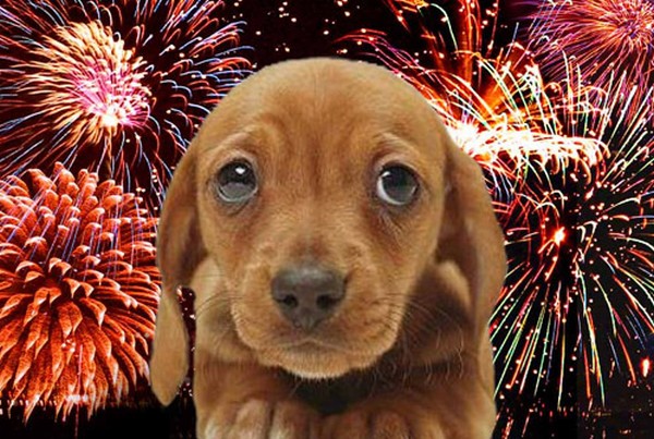 petarda orpheus haziallat