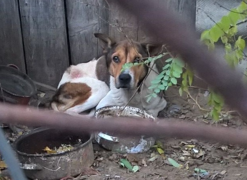 allatkinzas eset orpheus