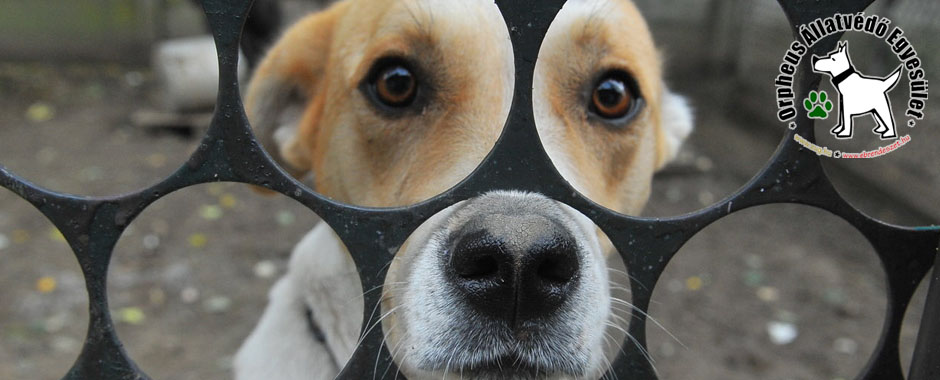 940x380 07 orpheus allatvedo egyesulet