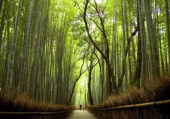 41600005 1948453728569983 811548690647875584 n