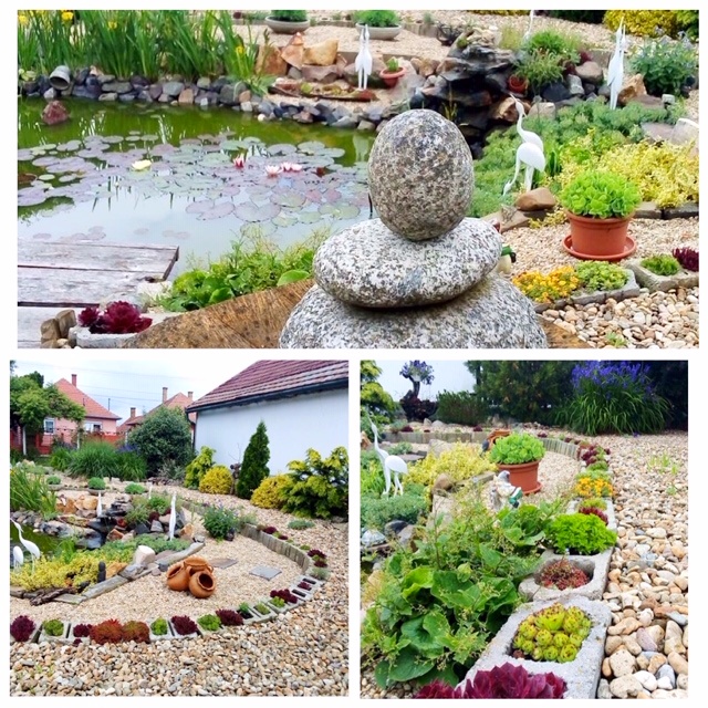 Kertszépségverseny 02