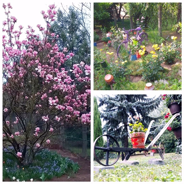 Kertszépségverseny 04