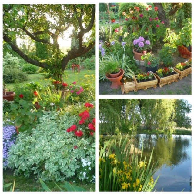 Kertszépségverseny 06